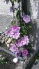 Insel Reichenau 2017_14