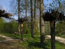Landesgartenschau Neu-Ulm