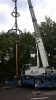 Maibaum 2012